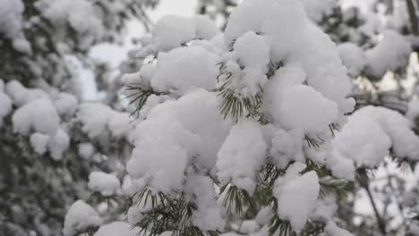 very close shot of a snowy pinewood branch