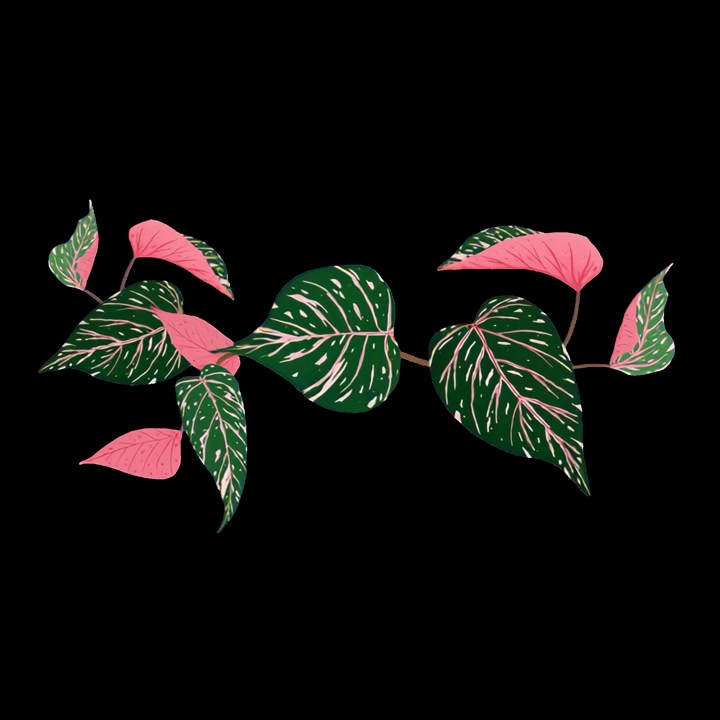 Animated Pink Variegated Philodendron Leaves on Black Background