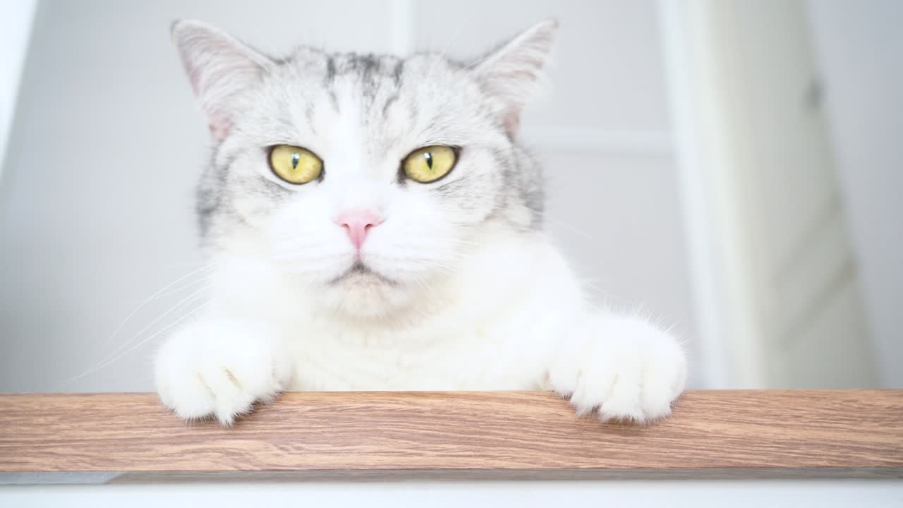 귀여운 고양이, 고양이 청소