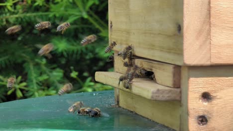 Swarms-of-bees-at-the-hive-entrance-in-a-heavily-populated-honey-bee,-flying-around-in-the-spring-air
