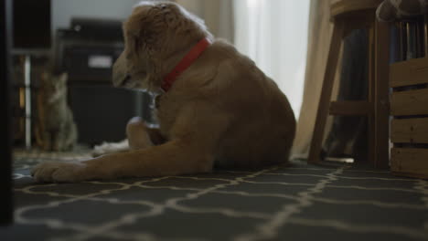 un golden retriever blanco se acuesta en primer plano con un gato atigrado gris de pelo corto en el fondo