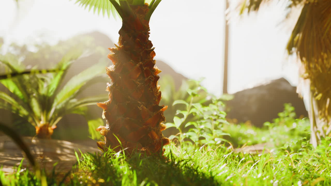 ствол пальмы в тропическом саду