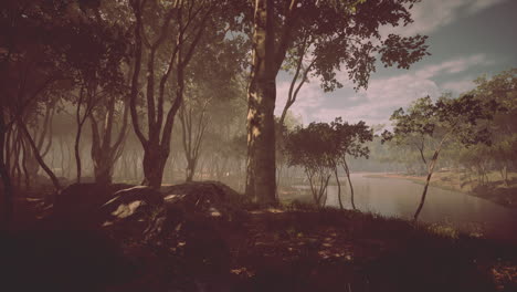 Rayos-De-Sol-En-Un-Bosque-En-Una-Mañana-Brumosa