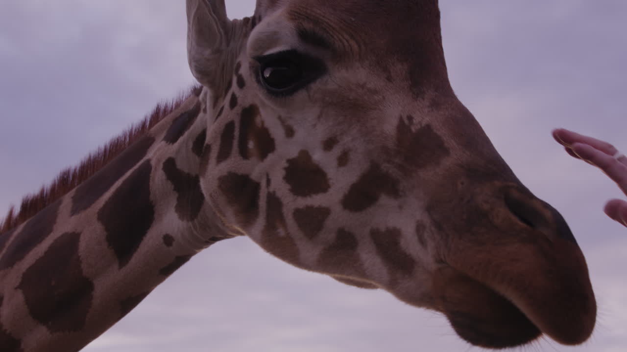 Homem tenta acariciar girafa e a girafa afasta a mão - close-up no rosto e na mão.