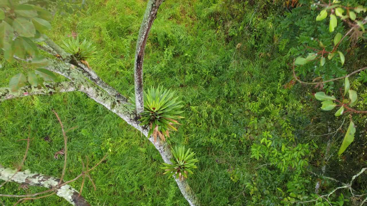 descendiendo desde el aire para revelar una planta de vriesea altodaserrae madura cerca de una granja de plátanos de costa rica