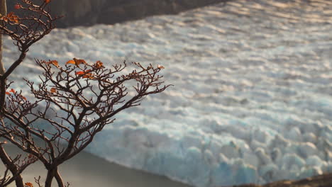 Grey-glacier,-in-Torres-del-Paine-National-Park,-with-tree-in-the-foreground