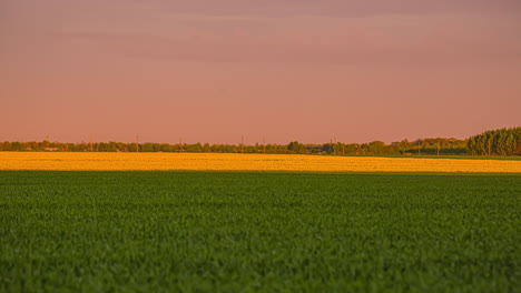 timelapse-opname van groene en gele koolzaadvelden in de landbouw die door zonlicht worden verlicht tijdens een bewolkte dag - 5k time-lapse