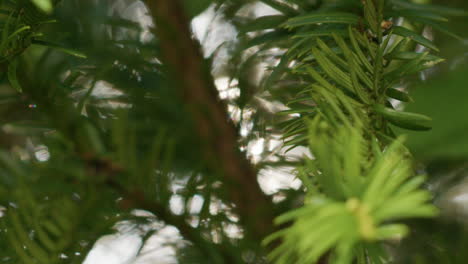 Sun-shining-through-an-evergreen-tree-on-a-sunny-day-in-autumn