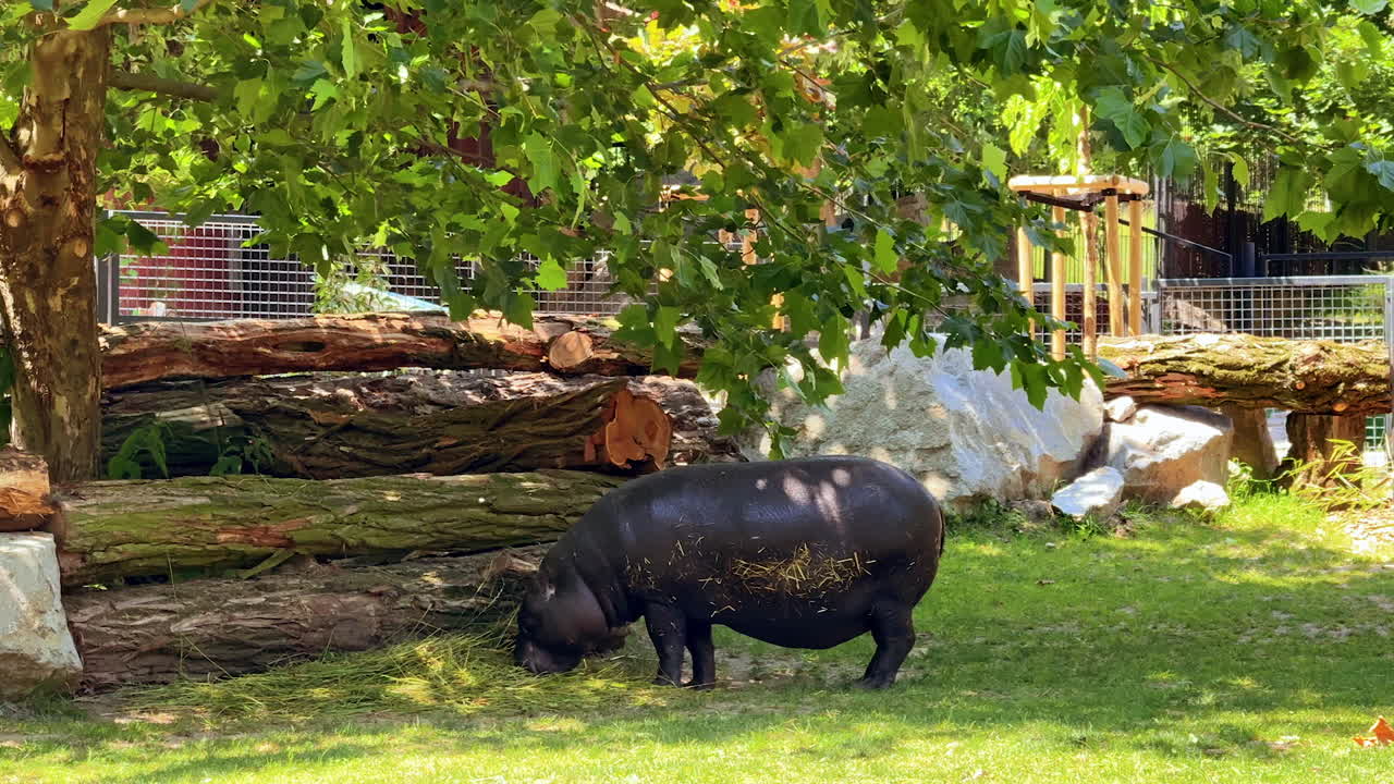 Hippo grazing in a lush green habitat. A small hippo grazes on grass under a canopy of trees in a serene outdoor setting, enjoying a sunny day