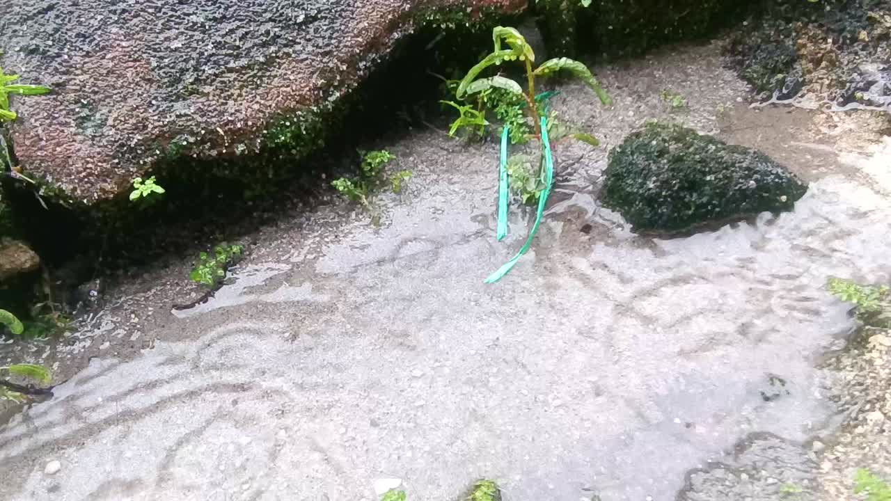 모래 위 에 있는 웅이 에 있는 방울