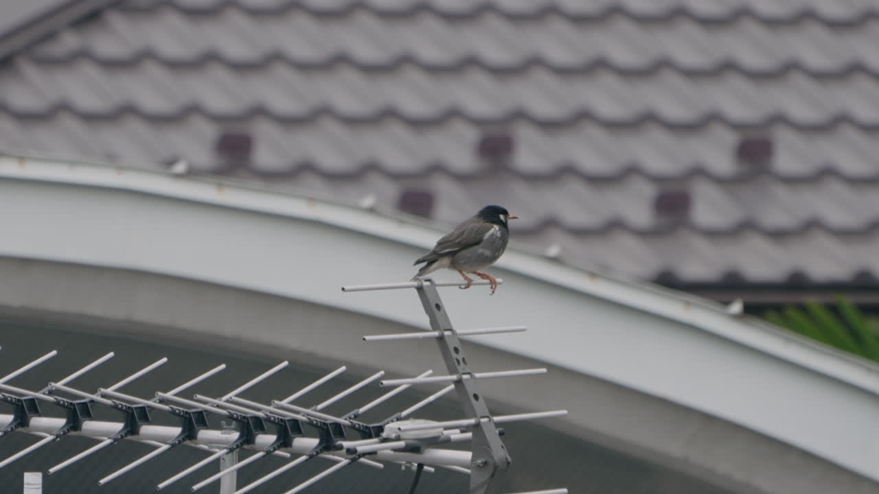 몇 초 동안 야기우다 안테나에 서서 일본 도쿄로 날아가는 거무스름한 아구창의 고정 샷