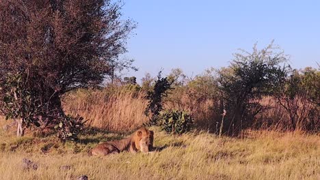 el león macho africano yace en silencio cerca de los árboles en la sabana de botswana