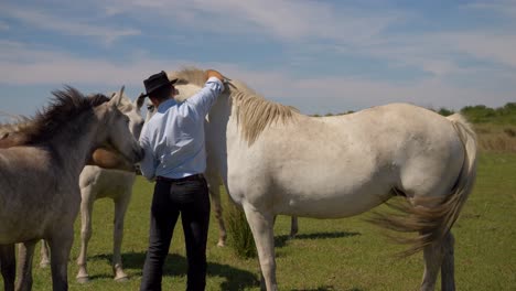 Cowboy-putting-a-foal-band-around-the-white-horse-his-neck