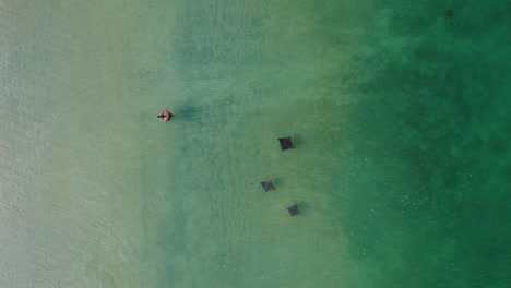 drone flight over manta rays and photographer in the ocean