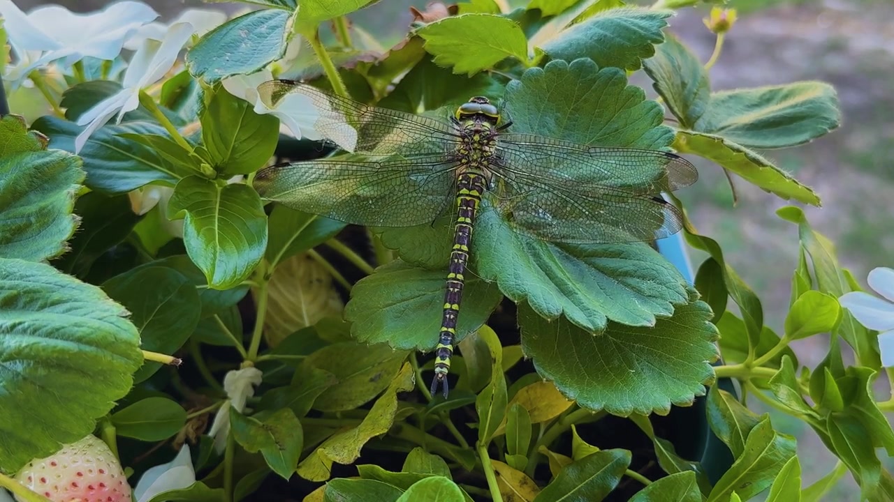 イチゴの植物の緑の葉の上に平らに止まっているルリボシヤンマのメス