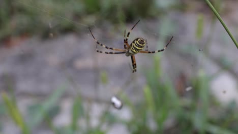 Araña-Avispa-Argiope-Bruennichi,-Hierba-En-El-Fondo