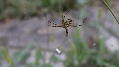 araña avispa argiope bruennichi, hierba en el fondo