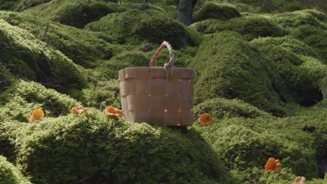 group of chanterelle mushroom and basket in boreal moss forest, tilt up, no people