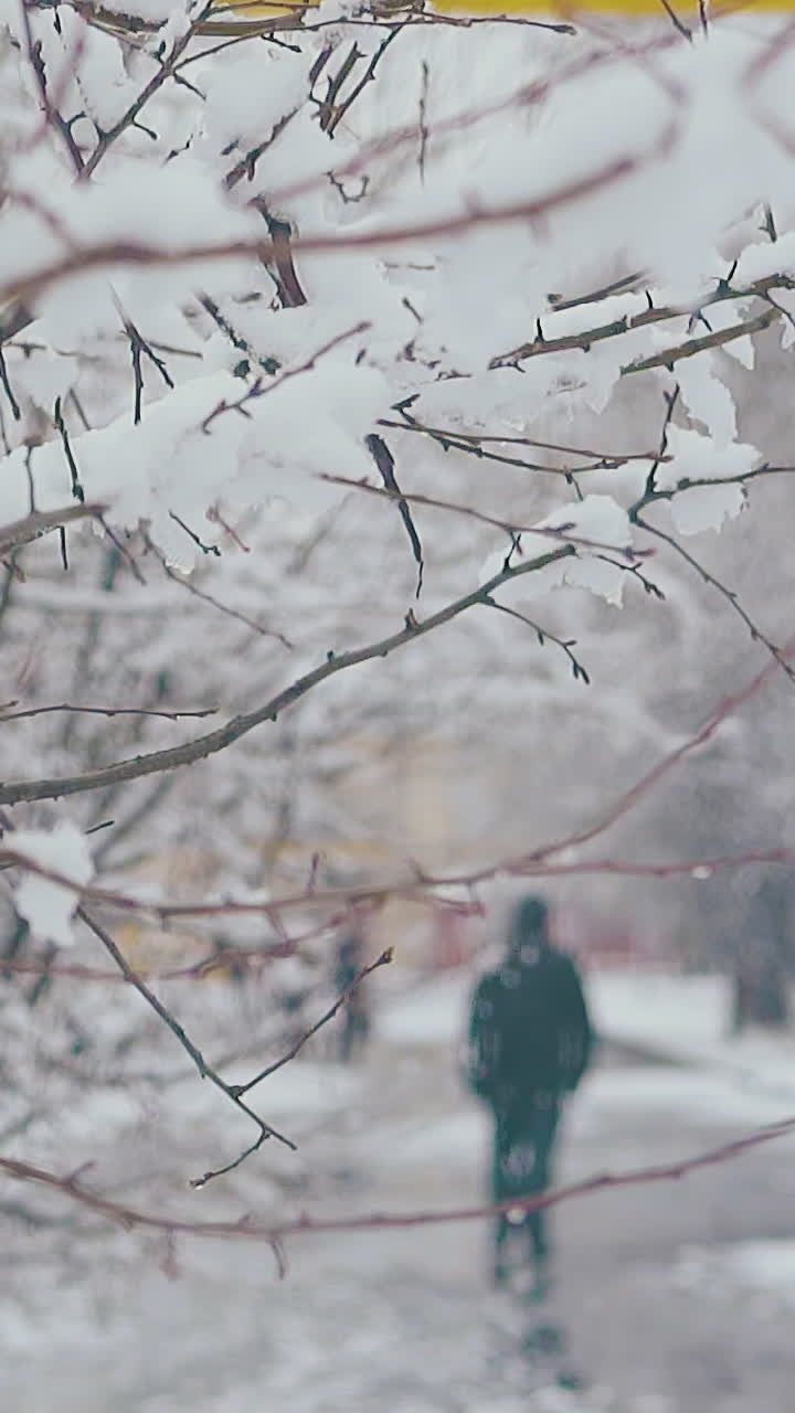 long tree branches with white melting snow against park with asphalt road and walking people close view slow motion
