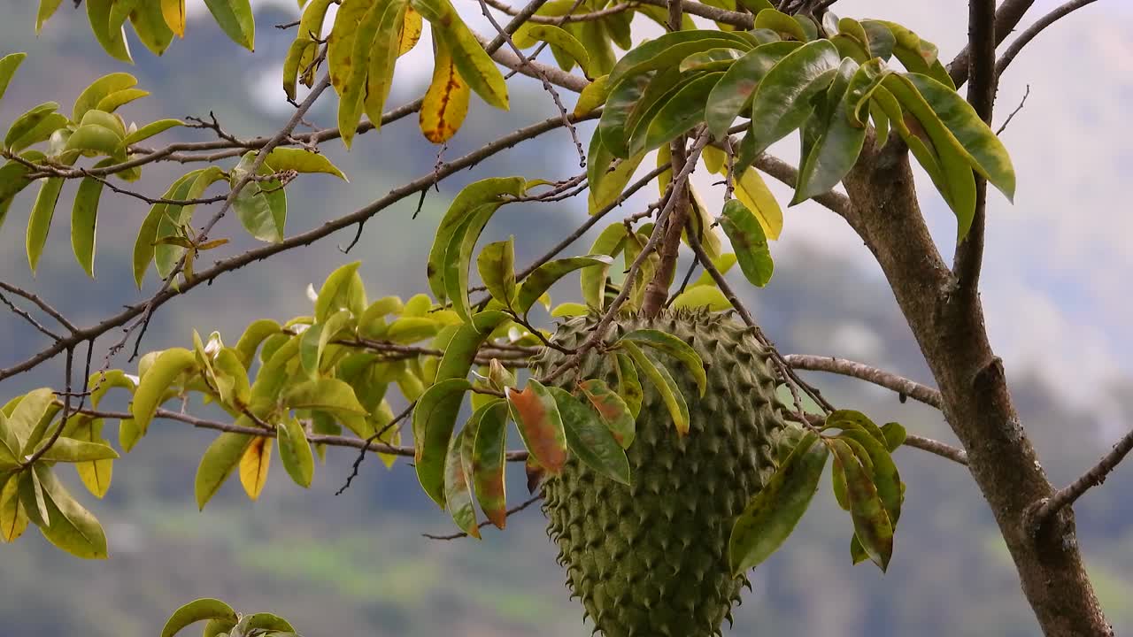 el pinzón azafrán aterriza rápidamente en la rama del árbol frutal de guanabana con la hembra tanager gris azul