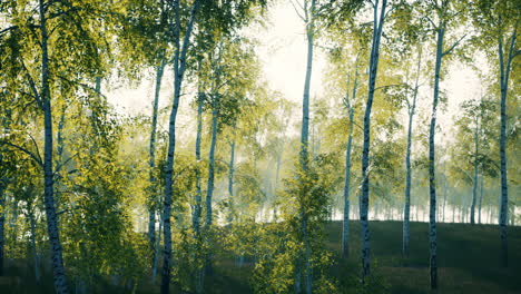 birch grove by a sunny day