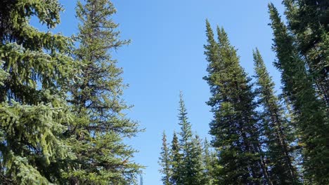 POV-while-walking-through-natural-pine-tree-forest-with-clear-blue-sky-in-summer-daytime