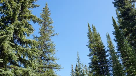 pov while walking through natural pine tree forest with clear blue sky in summer daytime