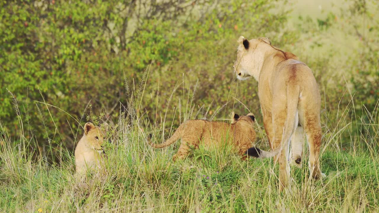 slow motion shot van jonge leeuwenkinderen en moeder die rusten in dekking van weelderig groen in dikke vegetatie, afrikaanse dieren in het maasai mara national reserve, kenia, big five afrika safari dieren