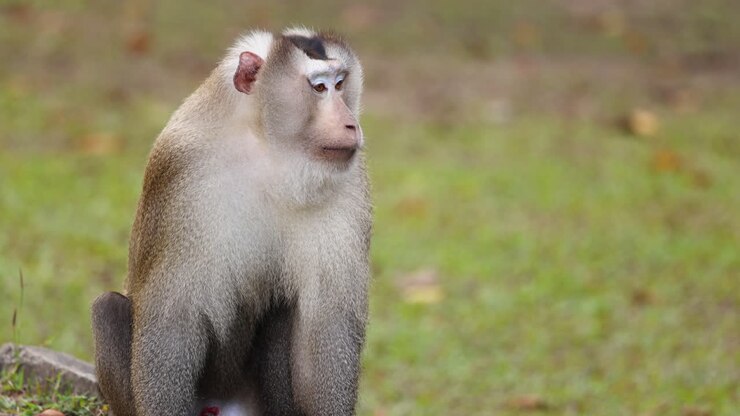 Macaque sits and looks around attentively
