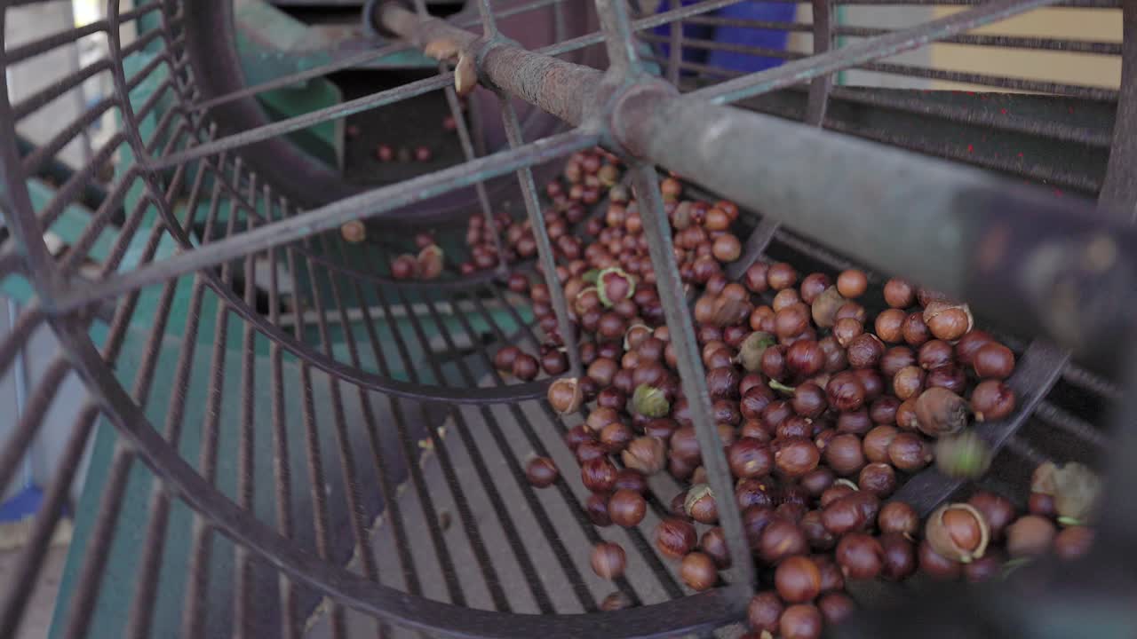 Slow motion: Macadamia nuts are cracked open in commercial tumbler