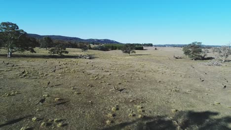 amplio bosque australiano multitud de canguros en cámara lenta, cielos azules en el horizonte, algunos árboles