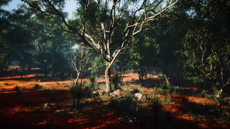 coastal vegetation with trees and shrubs