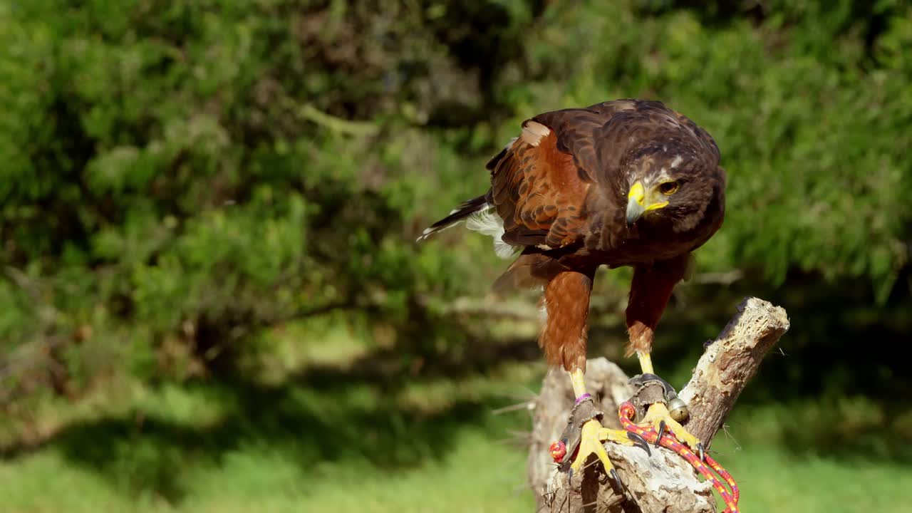 águila halcón posada en una rama