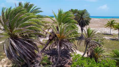 aerial zoom out palms tree dates fruits, oasis tropical surrounded by blue sea water