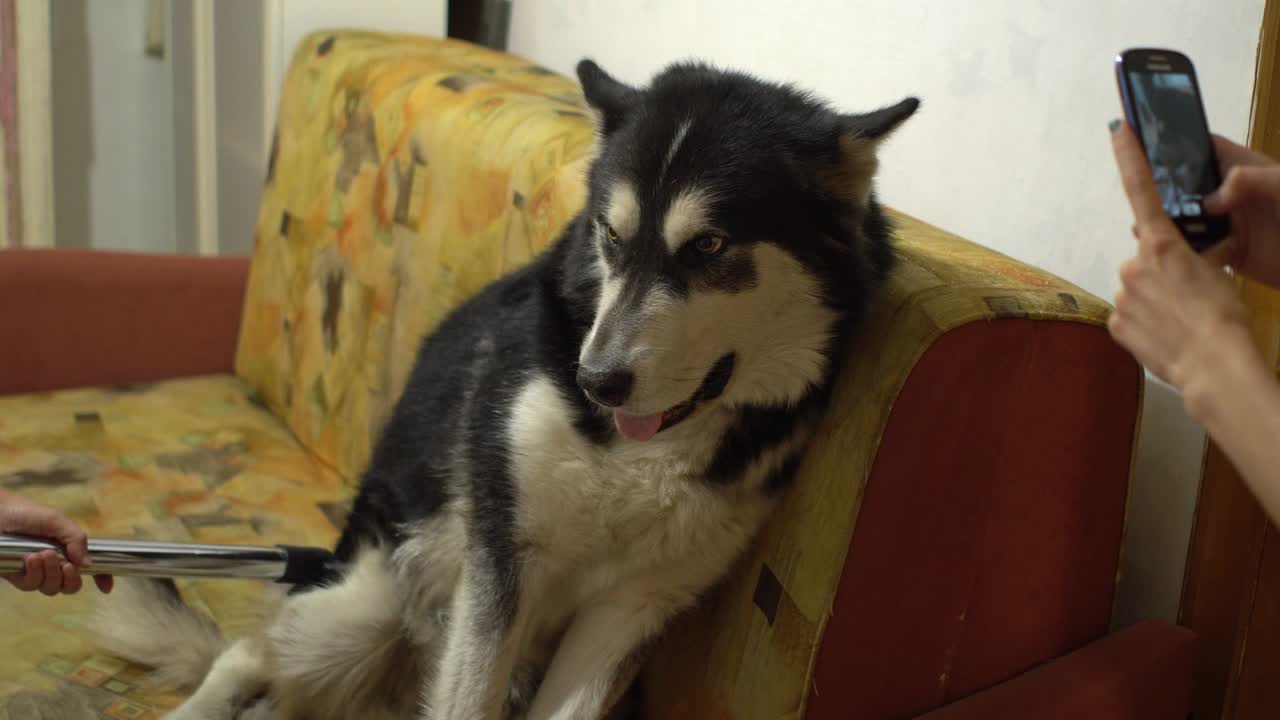 여자 는 알래스카 말라무트 개 를 청소 하기 위해 진공청소기 를 사용 한다