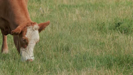 a brown cow with a white face grazes calmly on green grass in a sunlit highland field, captured in a steady medium shot