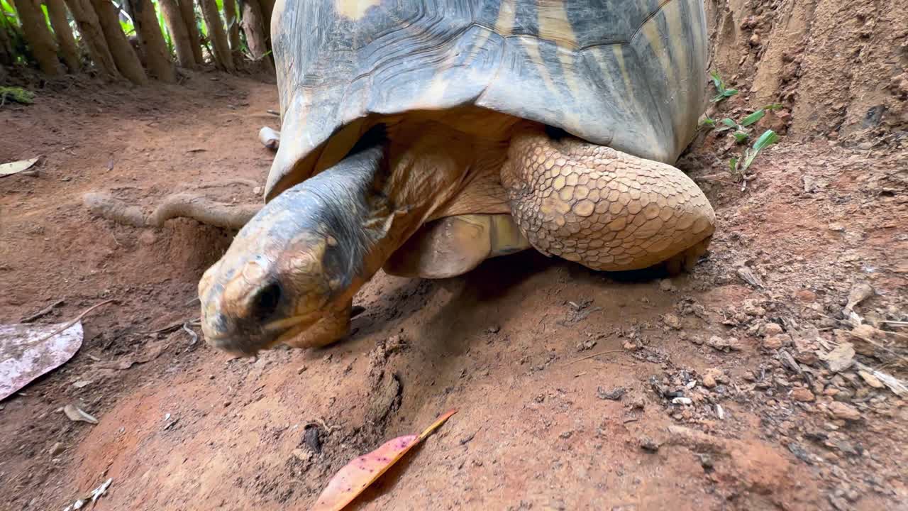 Radiated tortoise (Astrochelys radiata) with injured leg walking along the ground, low angle shot, Madagascar