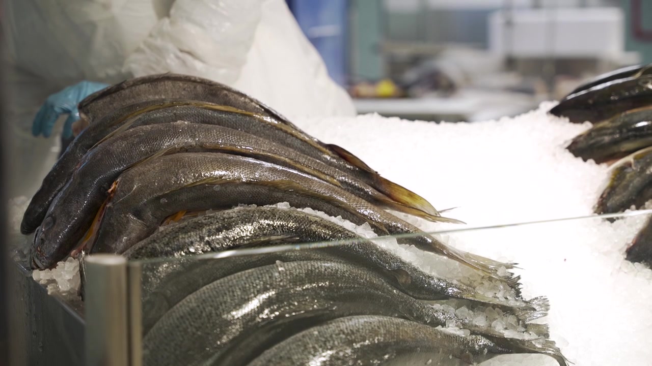 Fischhändler mit Handschuhen arrangiert ganze Fische auf einer Theke mit zerstoßenem Eis in der Fischabteilung eines Lebensmittelgeschäfts
