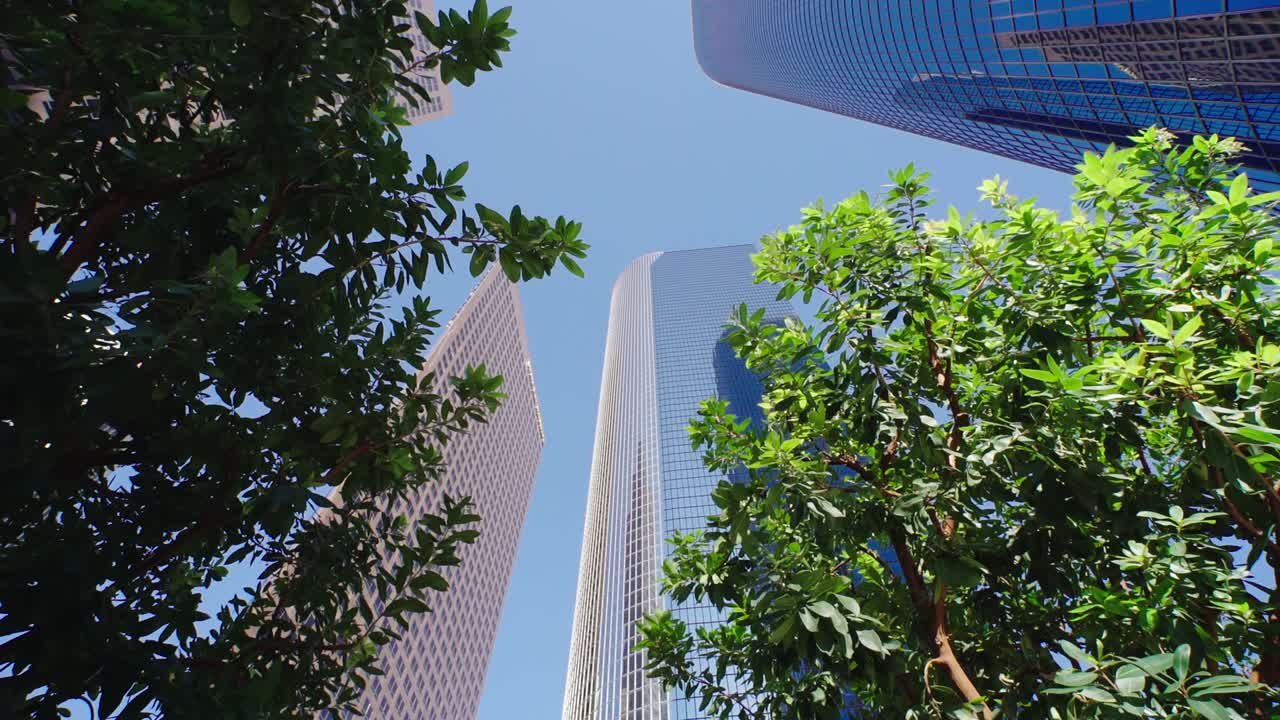 Trees next to skyscraper buildings downtown Los Angeles. Business and finance concept, looking up at office building architecture in the financial district.