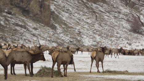 wild elk grazing and interacting at feed station