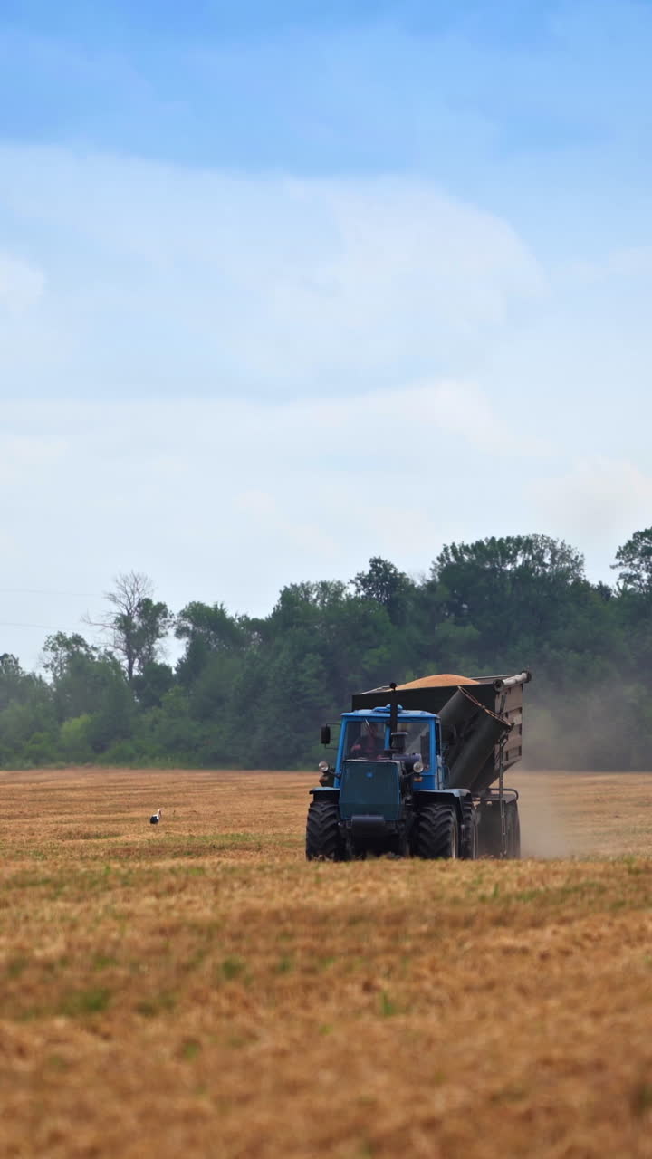 Full tractor loaded with grain moves along the field. Picked crops inside the lorry. Trees and blue sky at the backdrop. Vertical video