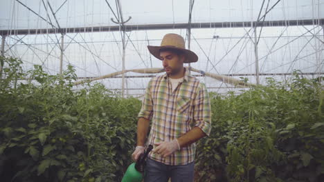 gardener spraying tomatoes in greenhouse