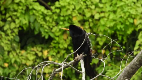 anhinga en el árbol uhd mp4