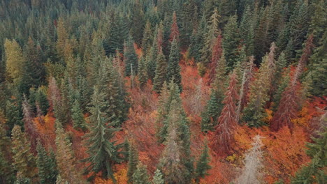 aerial bird's eye view flying low over beautiful autumn trees