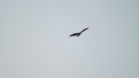 an eagle soaring high in the gray sky in kyoto, japan - low angle shot