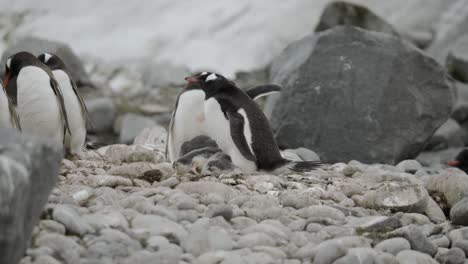 Pingüino-Papúa-Robando-Una-Roca-De-Otro-Nido