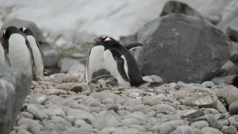 gentoo penguin stealing a rock from another nest