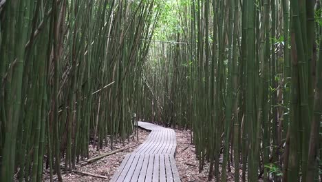 planks through a bamboo forest in maui hawaii with an upward pan