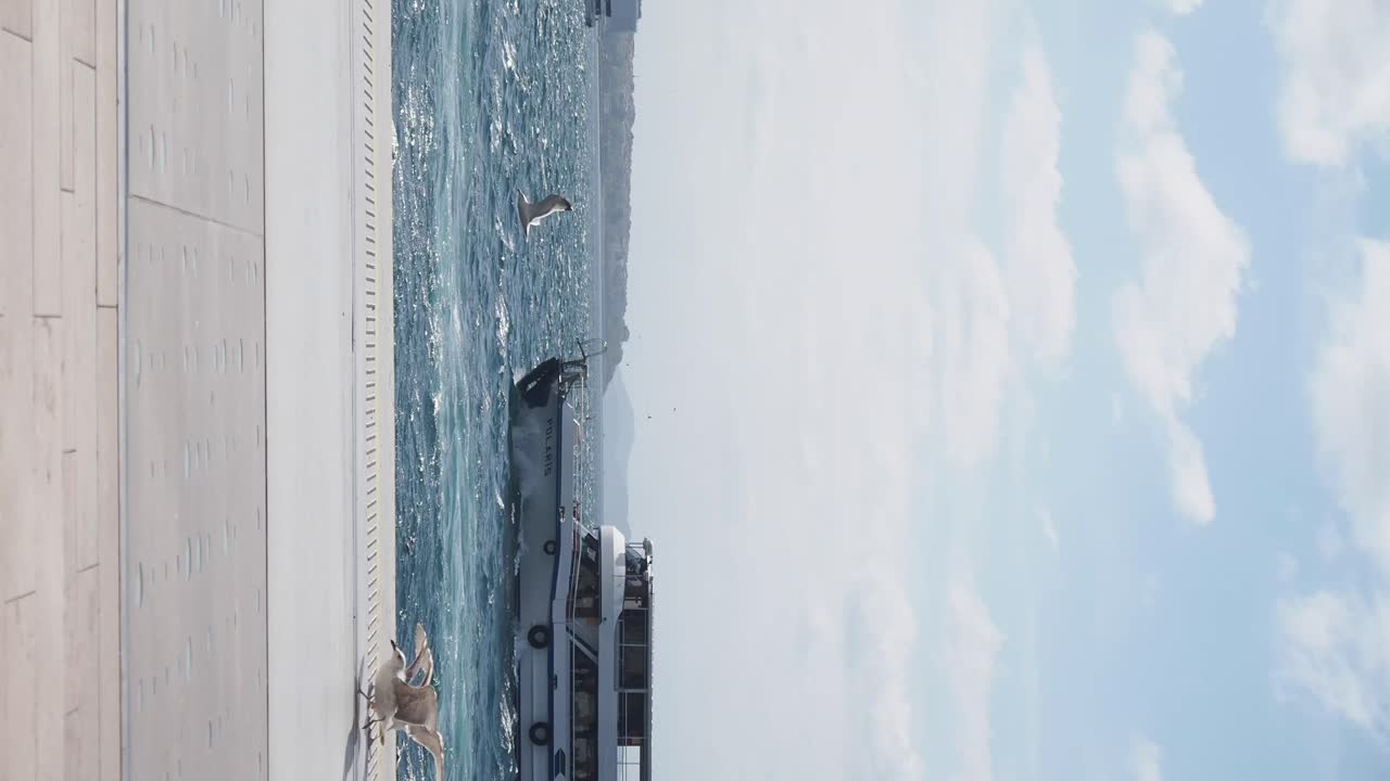 Ferry and Gulls on the Waterfront