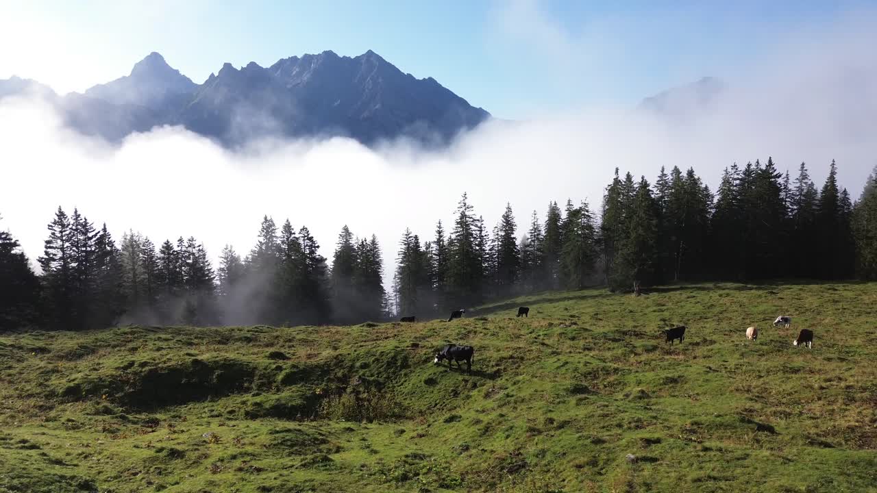 Drone orbit around Cows grazing in an Alpine Landscape of Austrian Alps. Mountain Range above the Clouds and Pine Forest in Background.